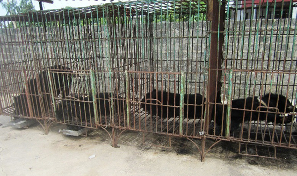 Báo[-]động[-][-]thực[-]trạng[-]gấu[-]nuôi[-]nhốt[-]bị[-]chết[-]ở[-]Hạ[-]Long